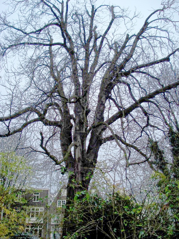 Annefranktree